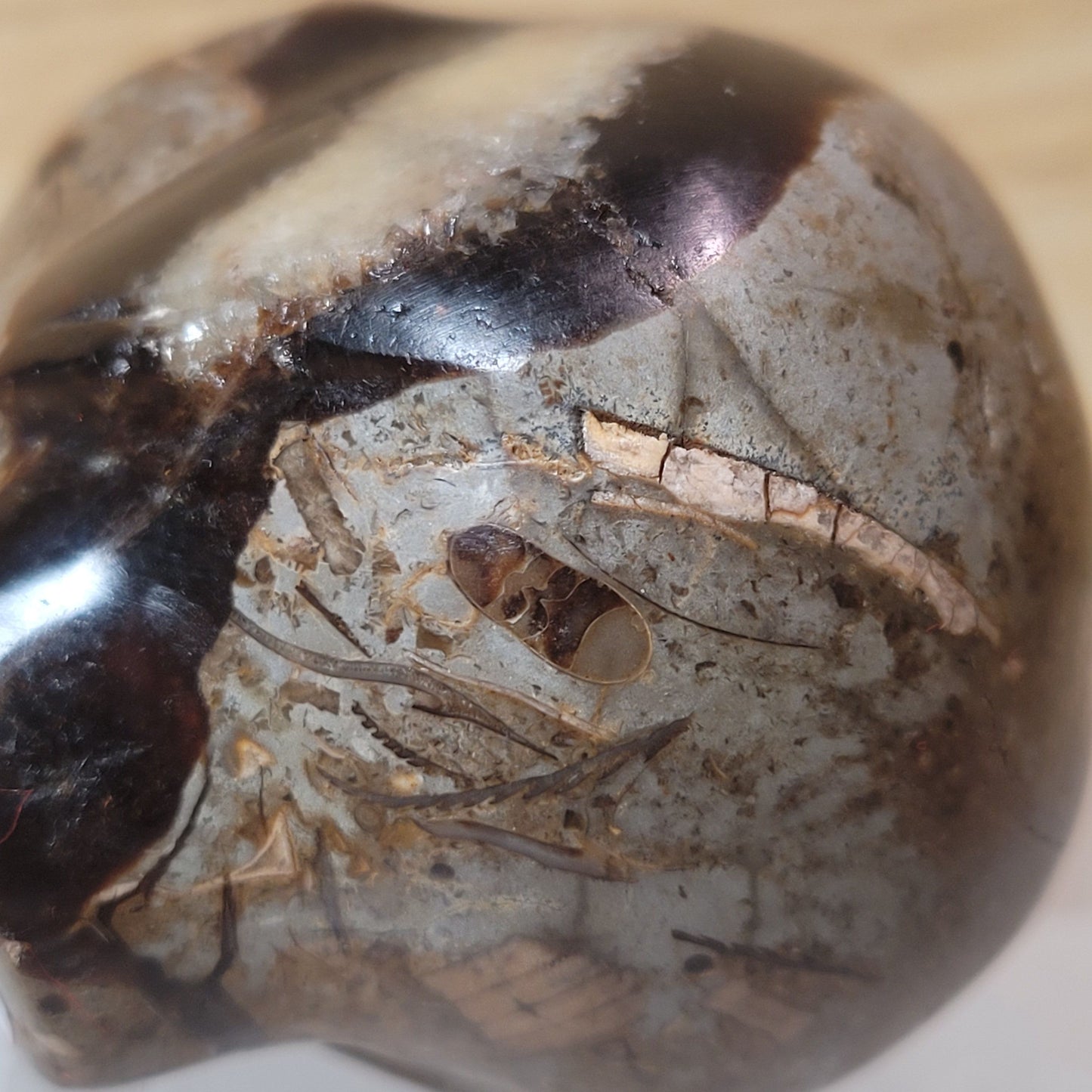 Septarian 2" Alien