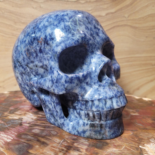 Sodalite 5" Skull