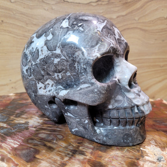 Fossil Stone 5" Skull