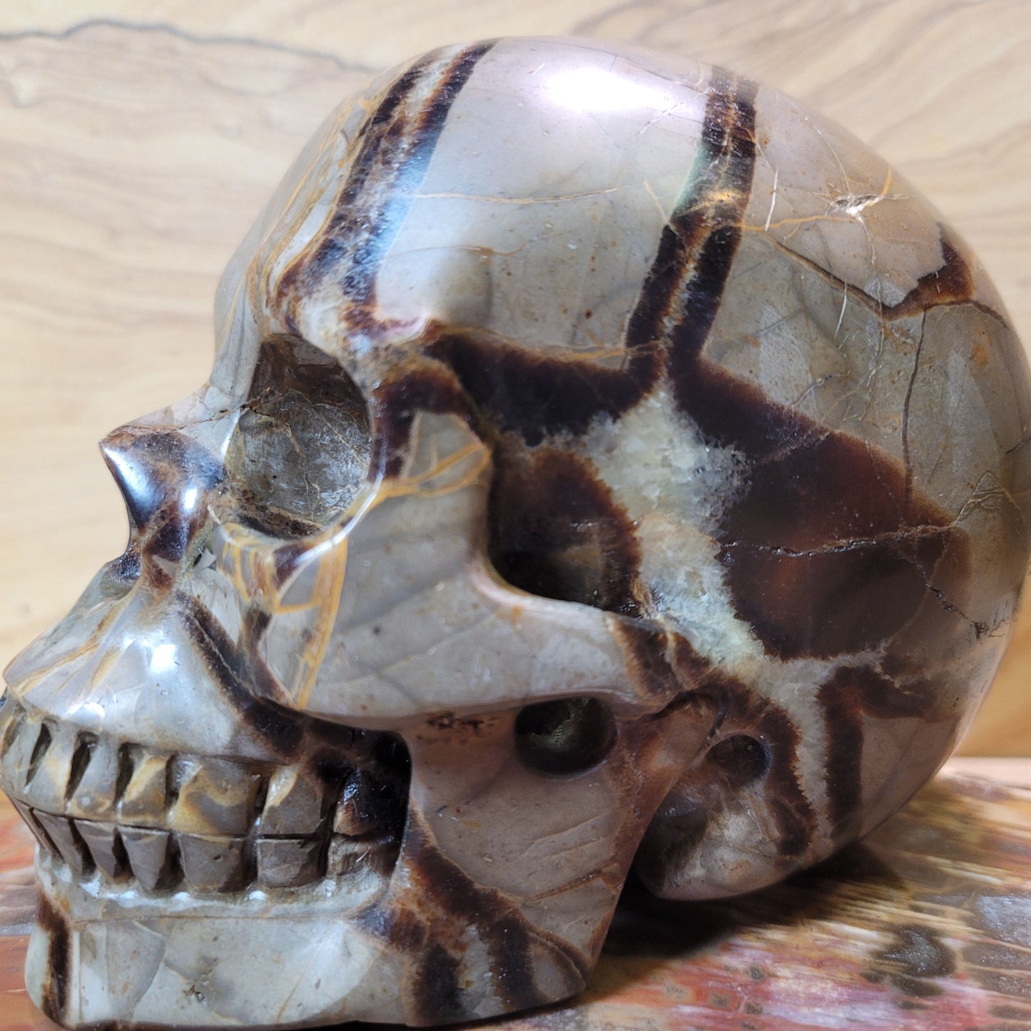 Septarian 5" Skull