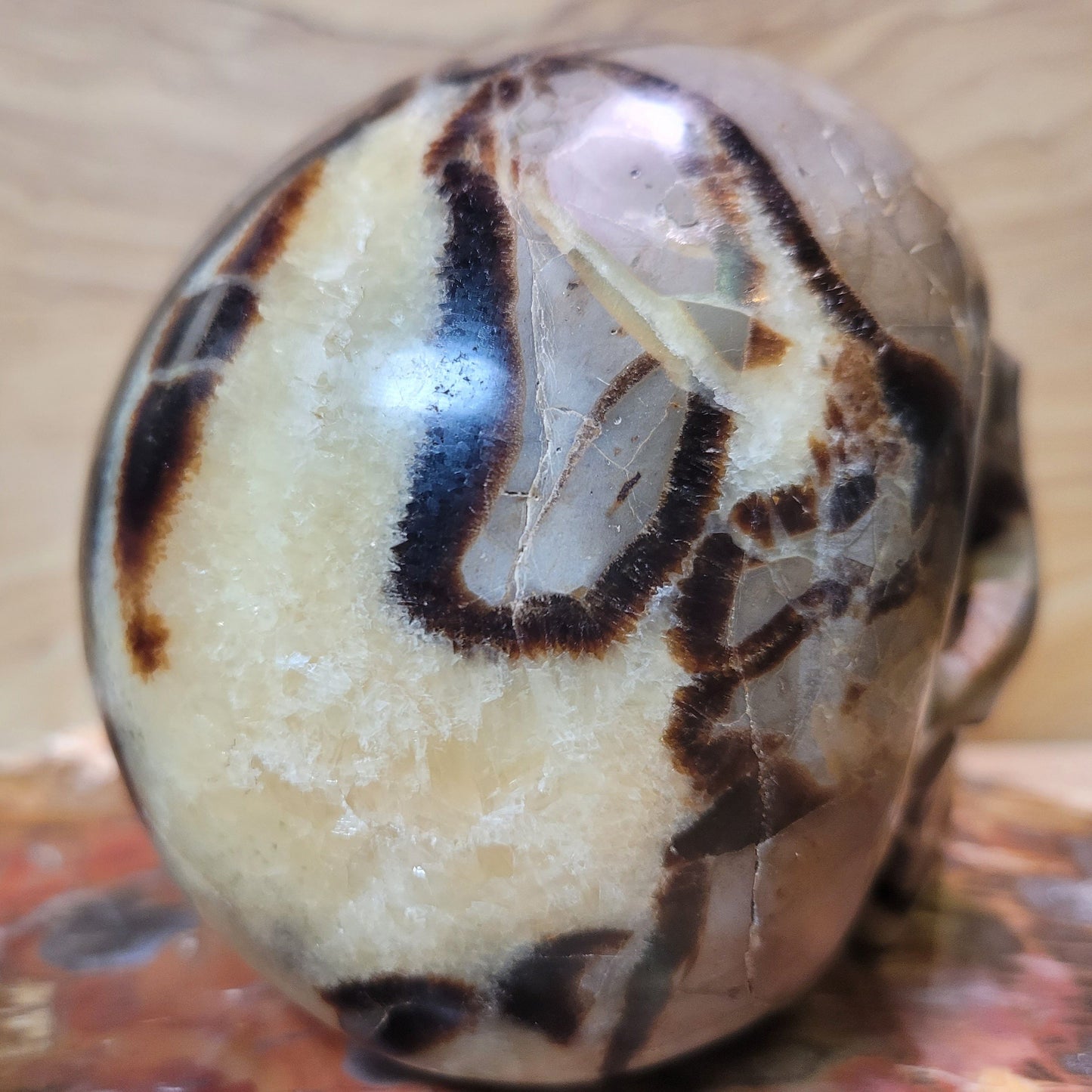 Septarian 5" Skull