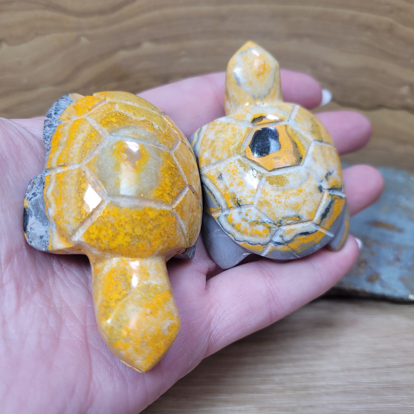 Bumblebee Jasper Turtle