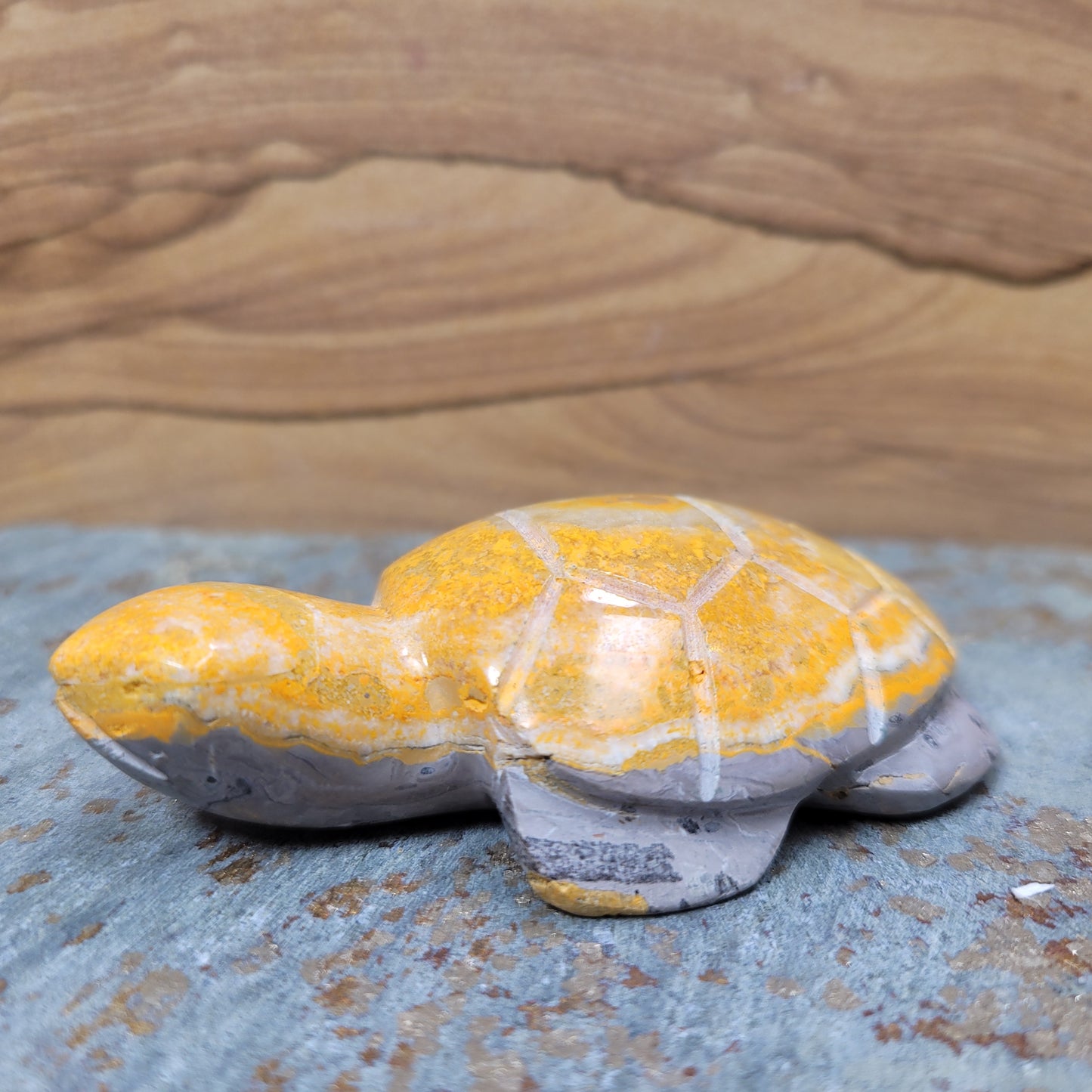 Bumblebee Jasper Turtle