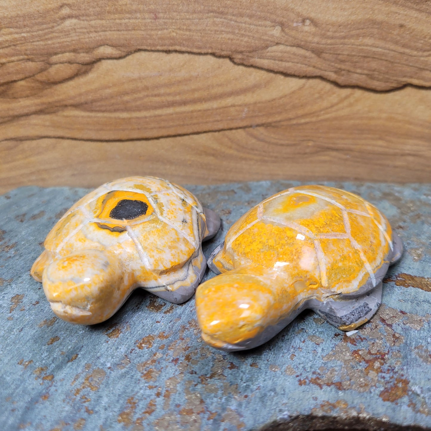 Bumblebee Jasper Turtle