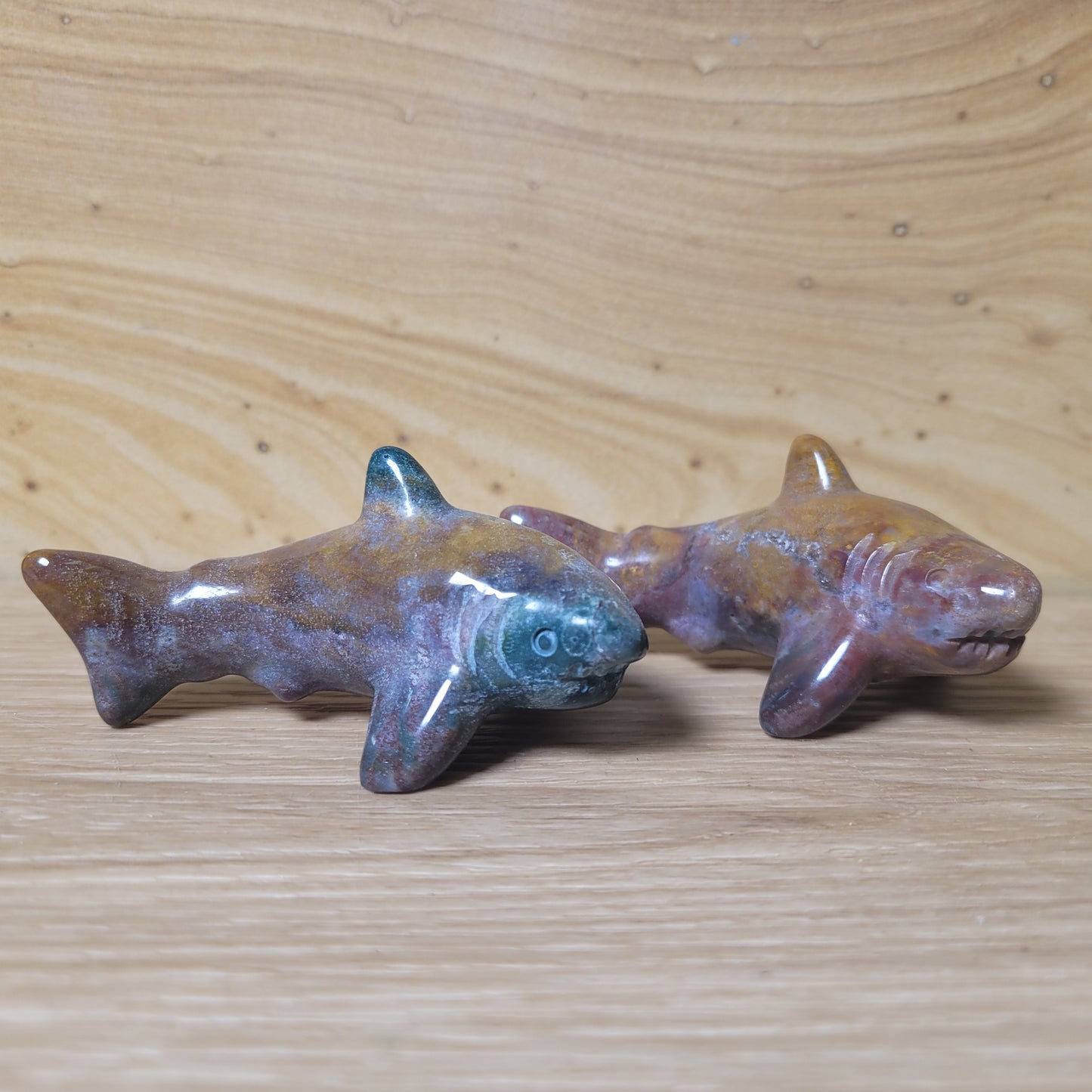 Ocean Jasper Shark