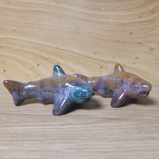 Ocean Jasper Shark