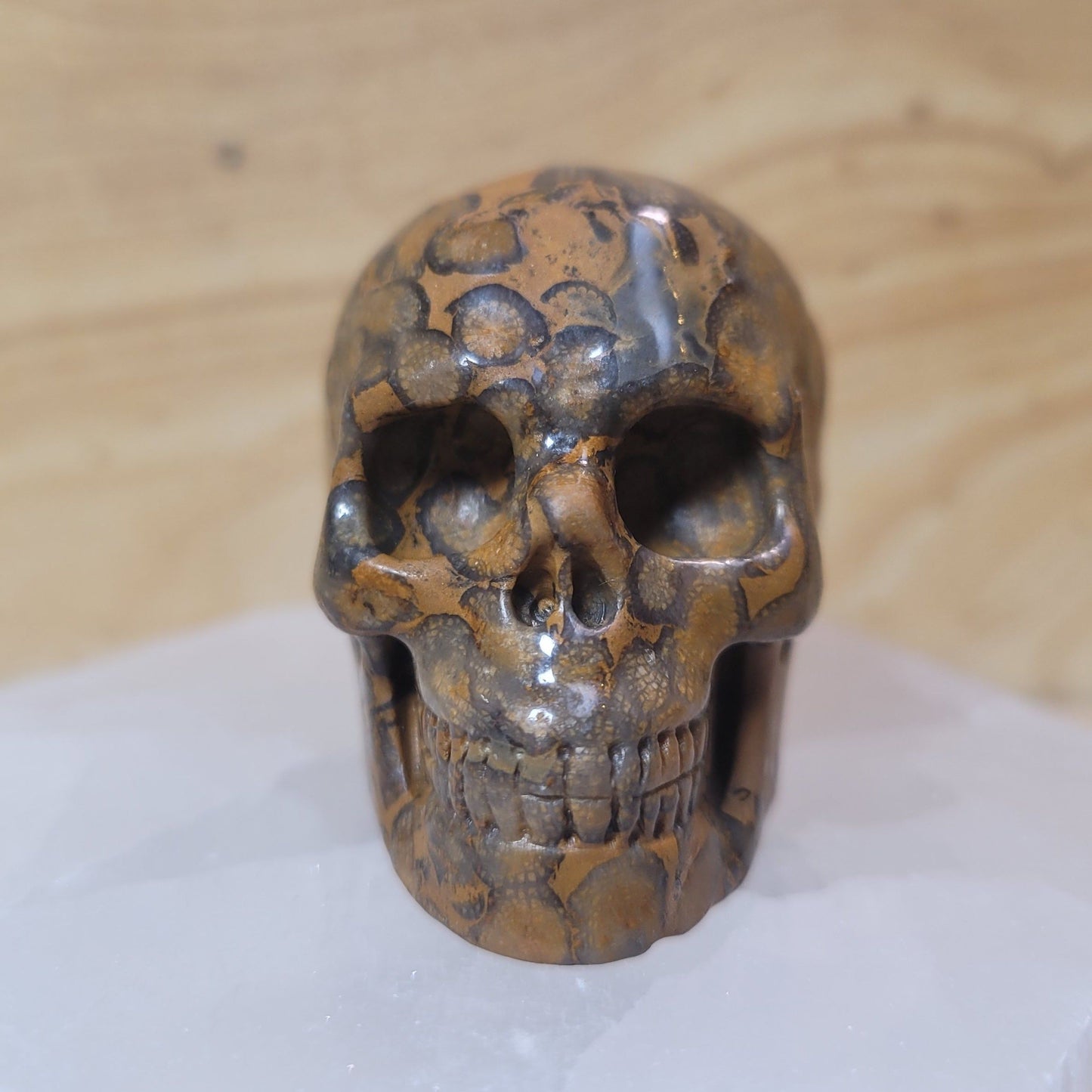 Coral Fossil Skull – Featuring intricate patterns and textures, this unique skull is carved from fossilized coral, offering grounding and protective properties. A symbol of transformation and resilience, it combines ancient beauty with metaphysical benefits, making it a distinctive addition to any collection.