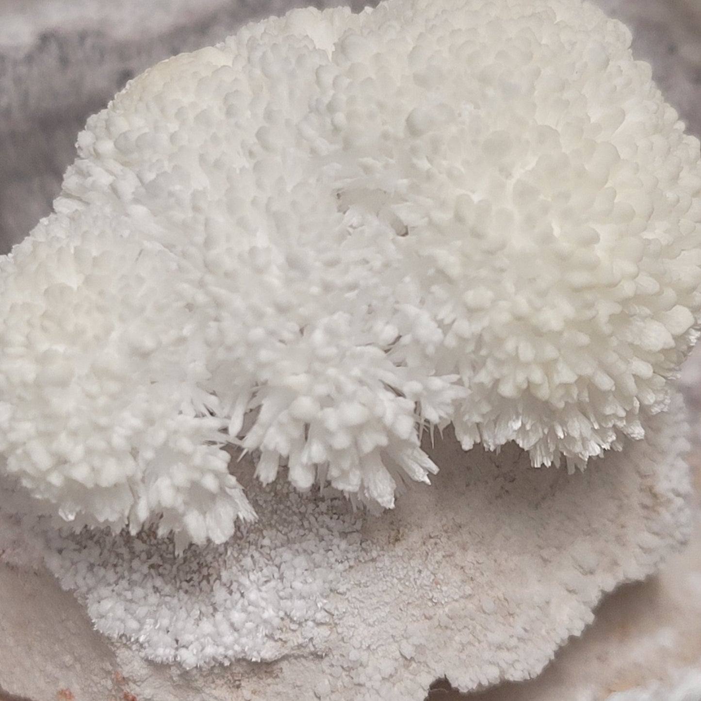 Cricket Mountain - Blooming Rock