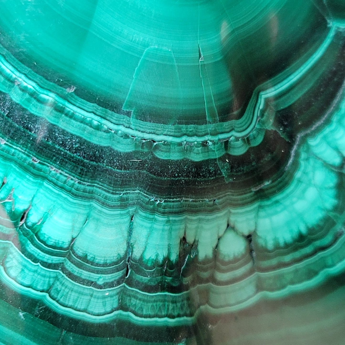 Malachite Rhinoceros