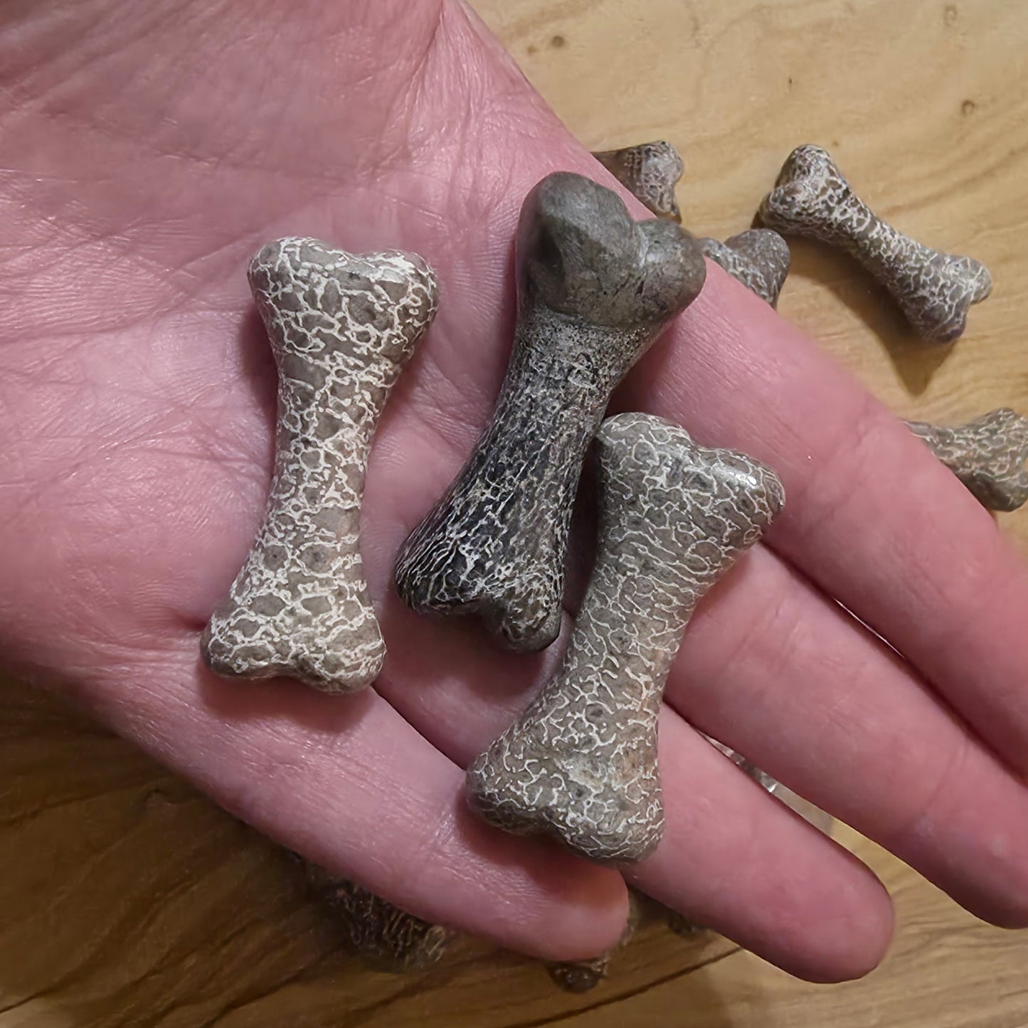 Real Fossilized Dinosaur Bone Carving | Sauropod Fossil