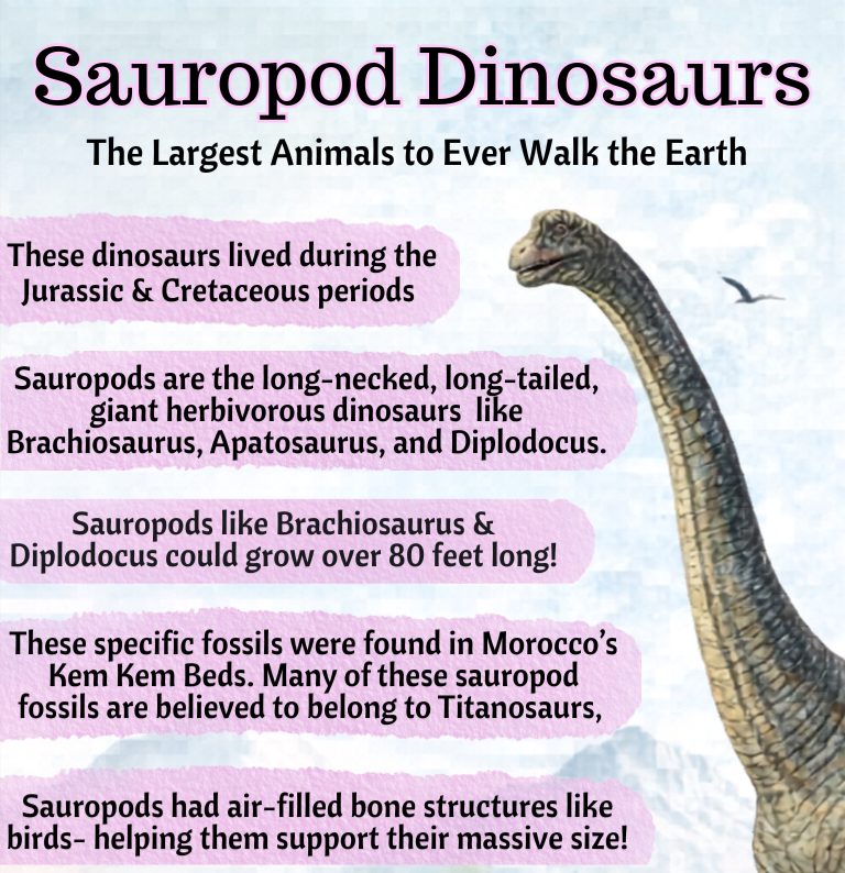 Real Fossilized Dinosaur Bone Carving | Sauropod Fossil