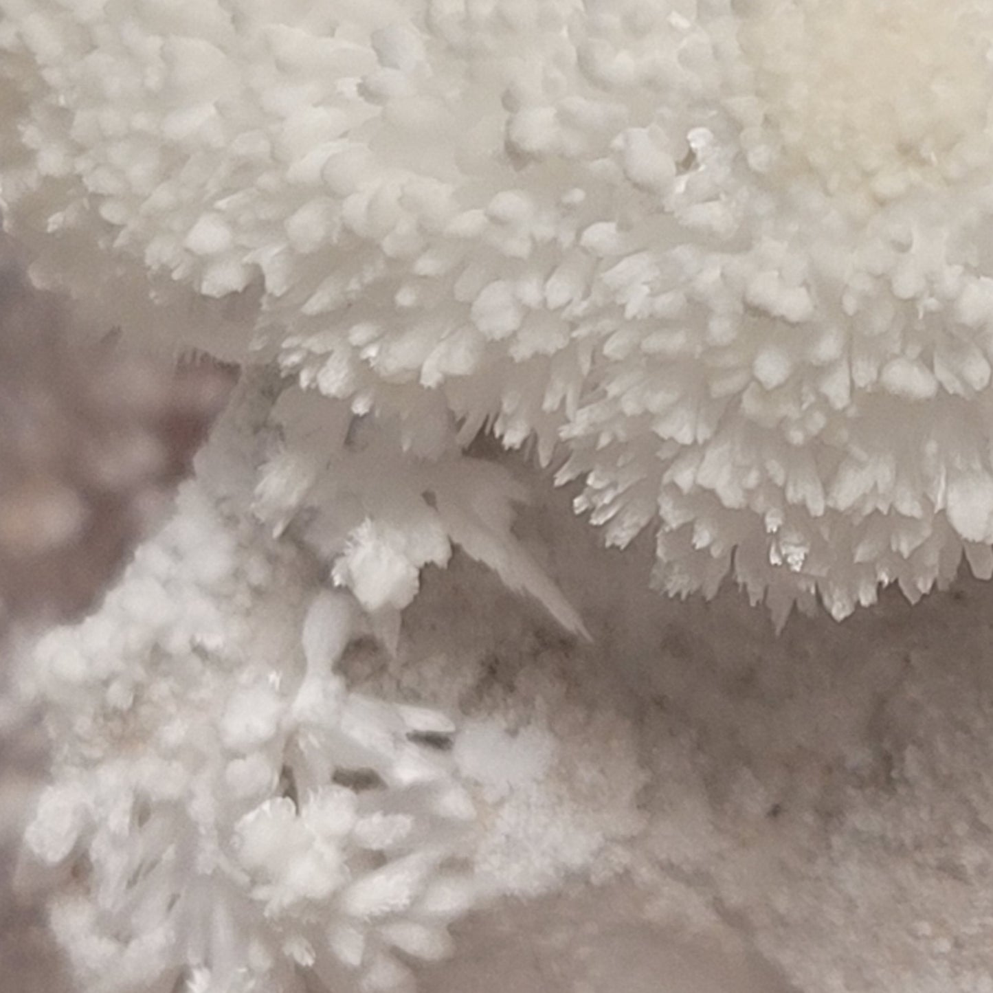 Cricket Mountain - Blooming Rock