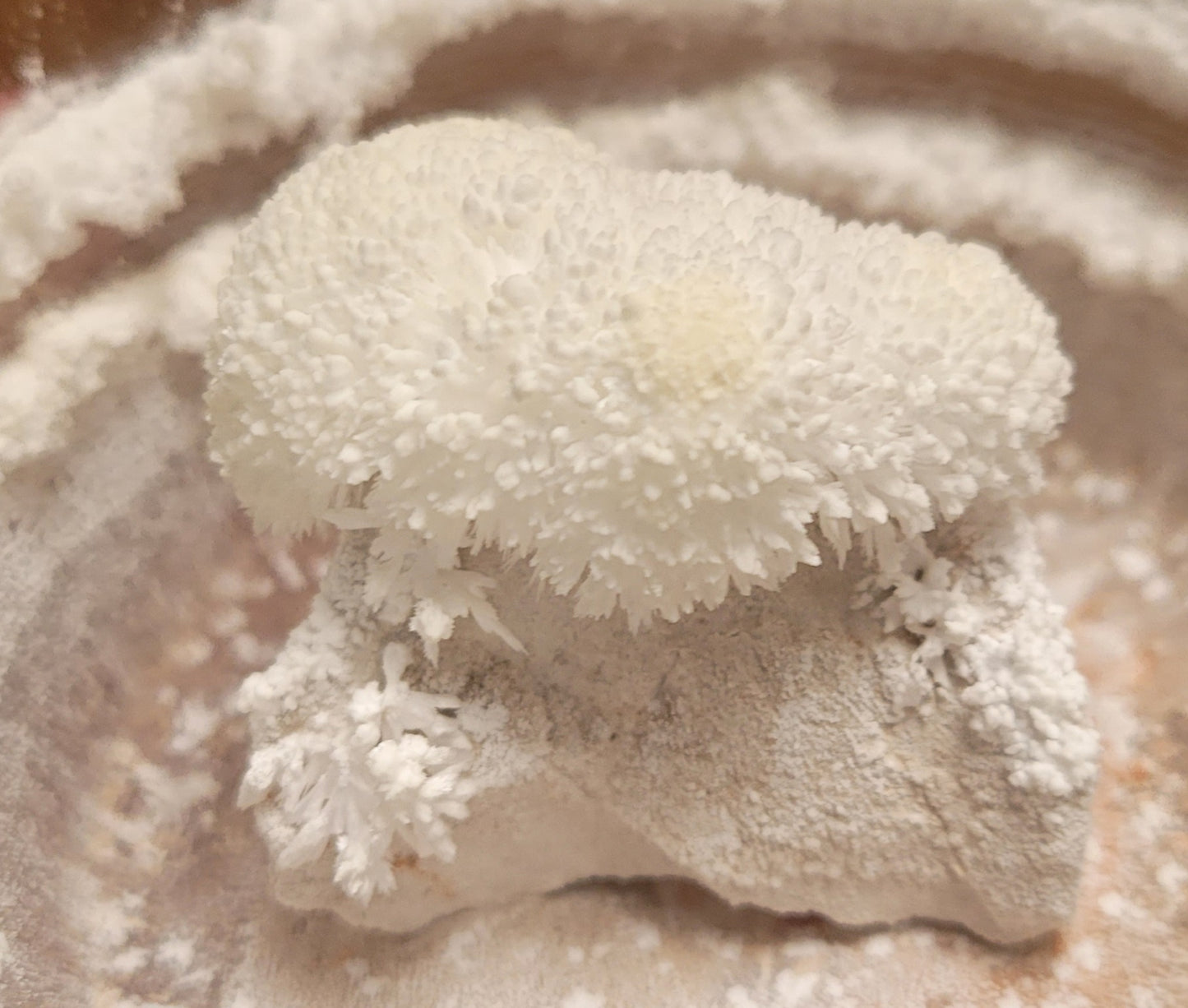 Cricket Mountain - Blooming Rock